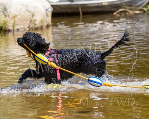 PWD in pink harness pulling line in water
